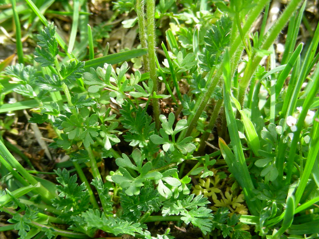 Ranunculus millefoliatus